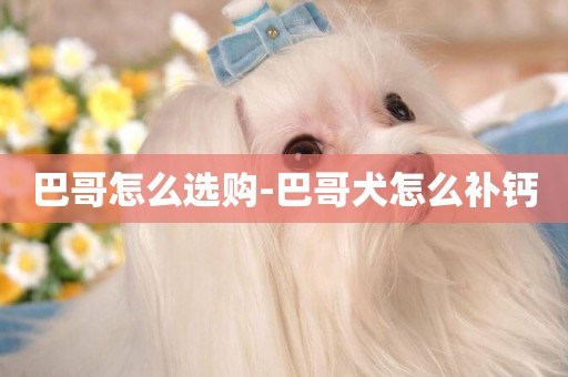 巴哥怎么選購-巴哥犬怎么補鈣