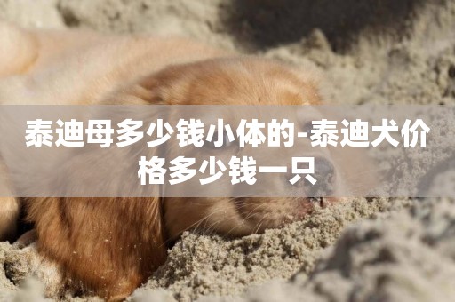 泰迪母多少錢小體的-泰迪犬價格多少錢一只