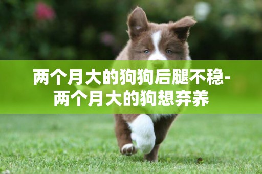 兩個月大的狗狗后腿不穩-兩個月大的狗想棄養