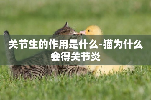 關節生的作用是什么-貓為什么會得關節炎