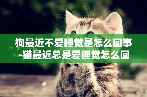 狗最近不愛睡覺是怎么回事-貓最近總是愛睡覺怎么回事