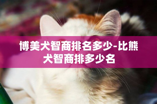 博美犬智商排名多少-比熊犬智商排多少名