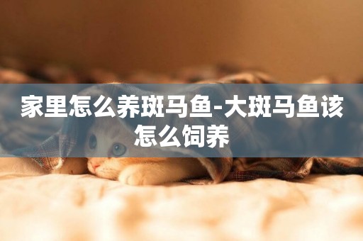 家里怎么養斑馬魚-大斑馬魚該怎么飼養