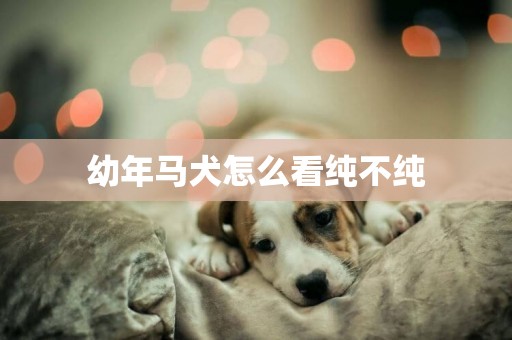 幼年馬犬怎么看純不純