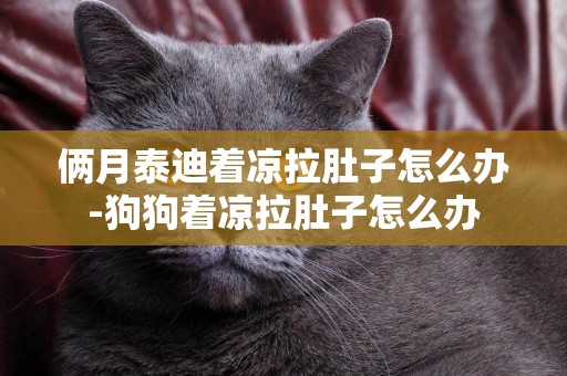 倆月泰迪著涼拉肚子怎么辦-狗狗著涼拉肚子怎么辦