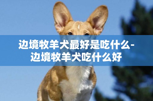 邊境牧羊犬最好是吃什么-邊境牧羊犬吃什么好
