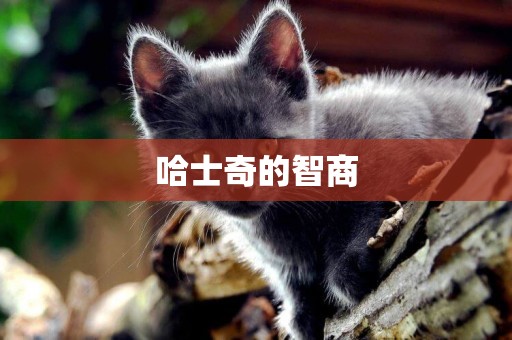 哈士奇的智商