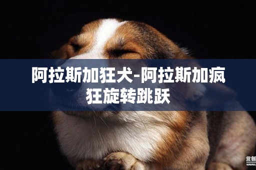 阿拉斯加狂犬-阿拉斯加瘋狂旋轉跳躍