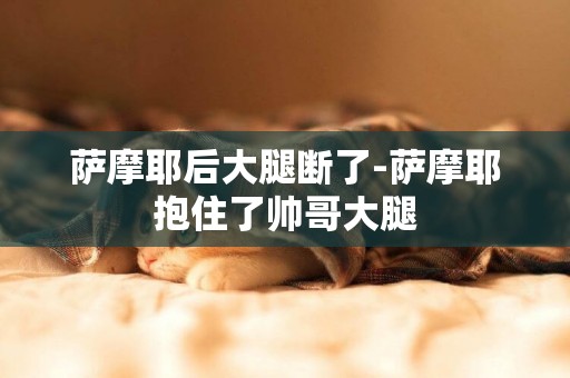 薩摩耶后大腿斷了-薩摩耶抱住了帥哥大腿