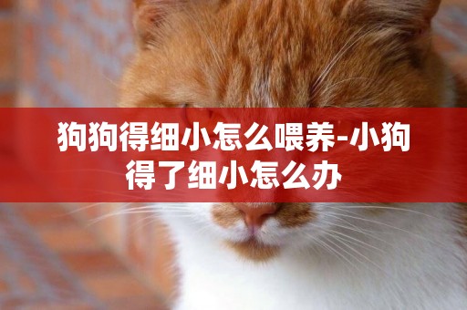 狗狗得細小怎么喂養-小狗得了細小怎么辦