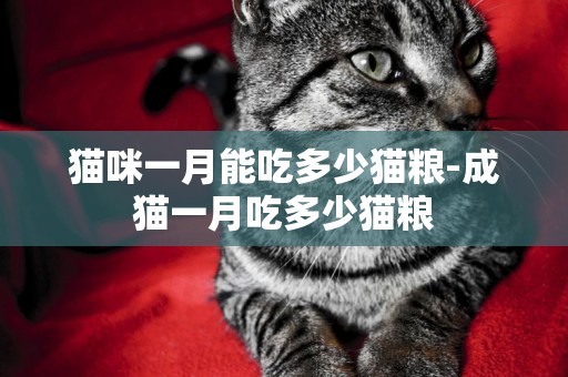貓咪一月能吃多少貓糧-成貓一月吃多少貓糧