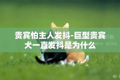 貴賓怕主人發抖-巨型貴賓犬一直發抖是為什么