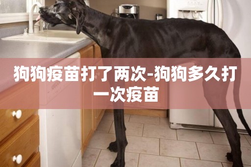 狗狗疫苗打了兩次-狗狗多久打一次疫苗