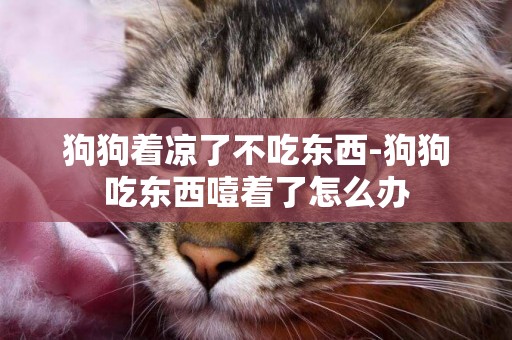 狗狗著涼了不吃東西-狗狗吃東西噎著了怎么辦