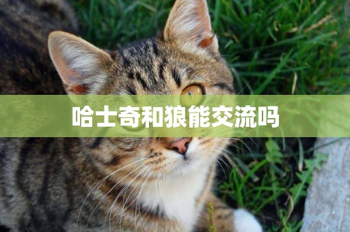 哈士奇和狼能交流嗎