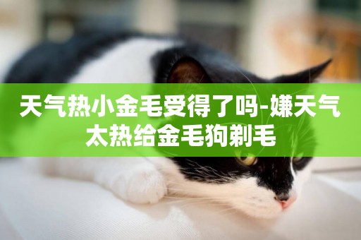 天氣熱小金毛受得了嗎-嫌天氣太熱給金毛狗剃毛