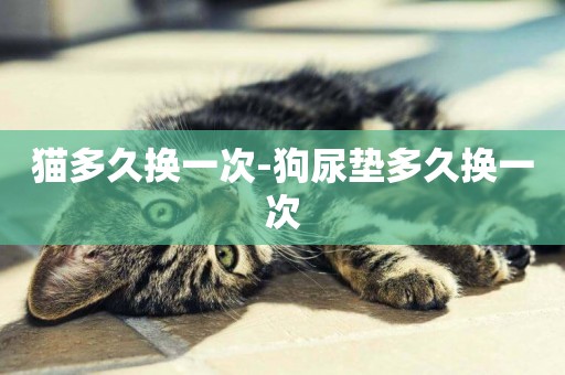 貓多久換一次-狗尿墊多久換一次