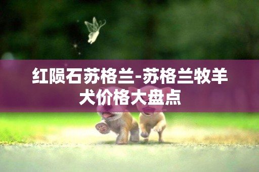 紅隕石蘇格蘭-蘇格蘭牧羊犬價格大盤點
