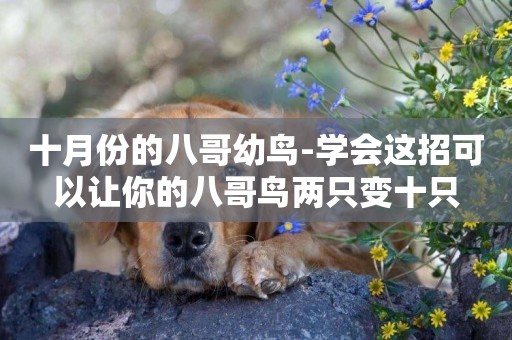 十月份的八哥幼鳥-學會這招可以讓你的八哥鳥兩只變十只