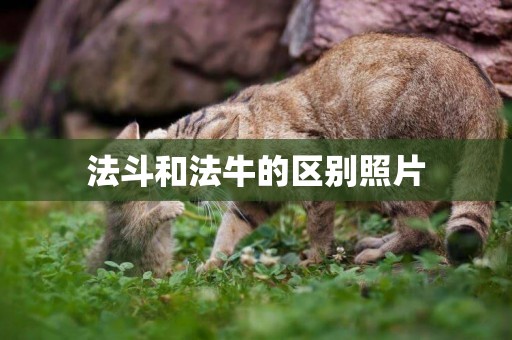 法斗和法牛的區別照片