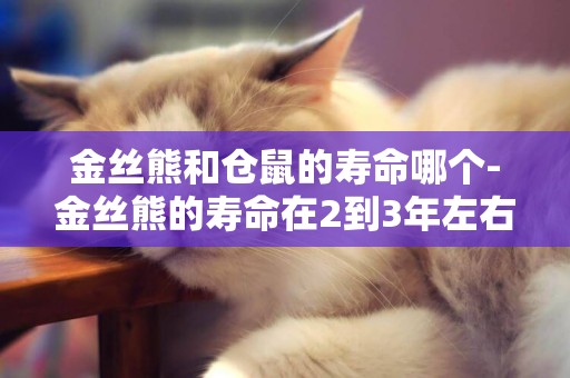 金絲熊和倉鼠的壽命哪個-金絲熊的壽命在2到3年左右