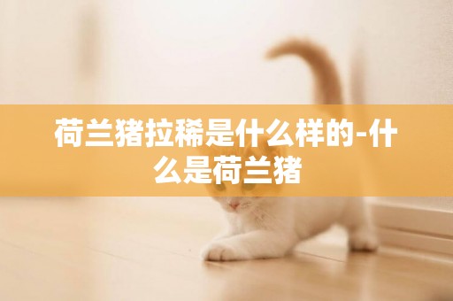 荷蘭豬拉稀是什么樣的-什么是荷蘭豬