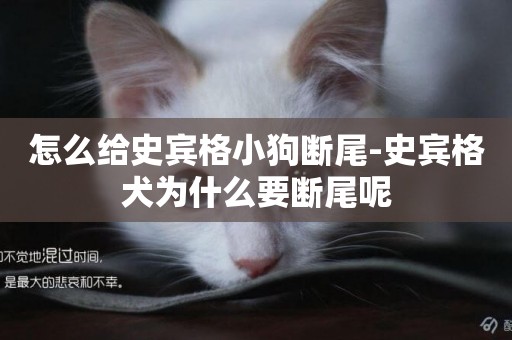 怎么給史賓格小狗斷尾-史賓格犬為什么要斷尾呢