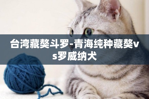 臺灣藏獒斗羅-青海純種藏獒vs羅威納犬