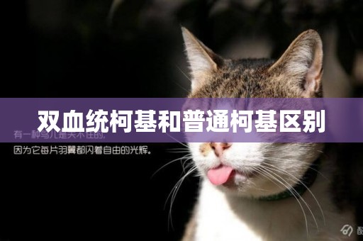 雙血統柯基和普通柯基區別