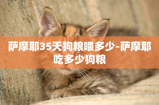 薩摩耶35天狗糧喂多少-薩摩耶吃多少狗糧