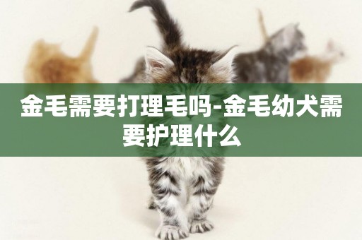 金毛需要打理毛嗎-金毛幼犬需要護理什么