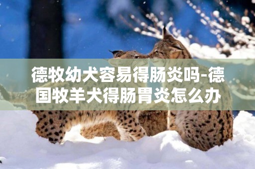 德牧幼犬容易得腸炎嗎-德國牧羊犬得腸胃炎怎么辦