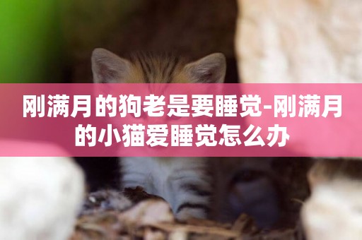 剛滿月的狗老是要睡覺-剛滿月的小貓愛睡覺怎么辦