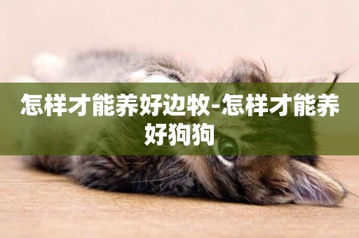 怎樣才能養好邊牧-怎樣才能養好狗狗