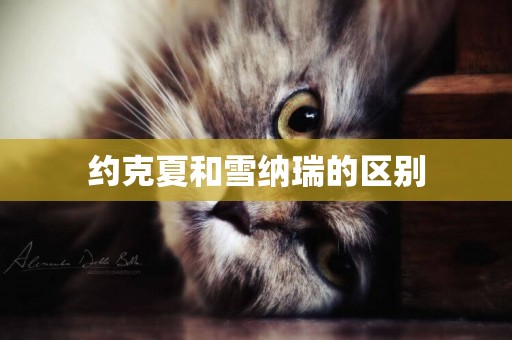 約克夏和雪納瑞的區別