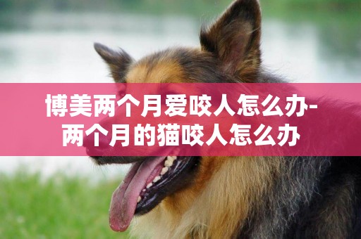 博美兩個月愛咬人怎么辦-兩個月的貓咬人怎么辦