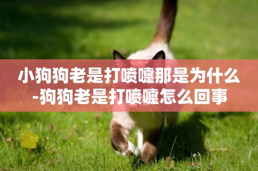 小狗狗老是打噴嚏那是為什么-狗狗老是打噴嚏怎么回事