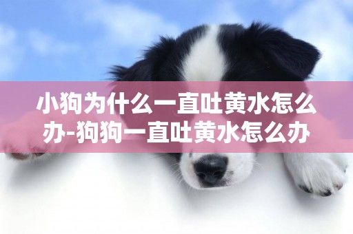 小狗為什么一直吐黃水怎么辦-狗狗一直吐黃水怎么辦
