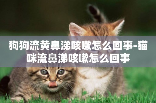 狗狗流黃鼻涕咳嗽怎么回事-貓咪流鼻涕咳嗽怎么回事