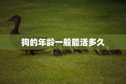 狗的年齡一般能活多久