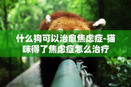 什么狗可以治愈焦慮癥-貓咪得了焦慮癥怎么治療