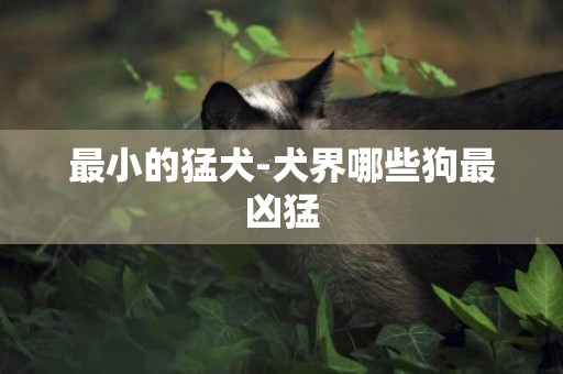 最小的猛犬-犬界哪些狗最兇猛