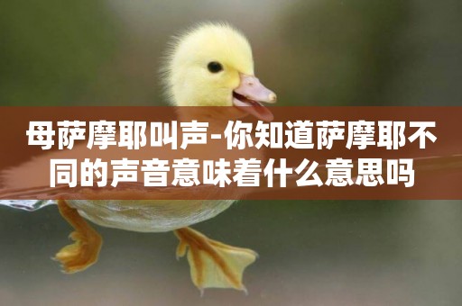 母薩摩耶叫聲-你知道薩摩耶不同的聲音意味著什么意思嗎