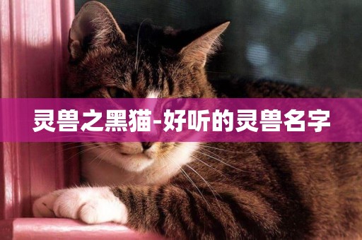 靈獸之黑貓-好聽的靈獸名字