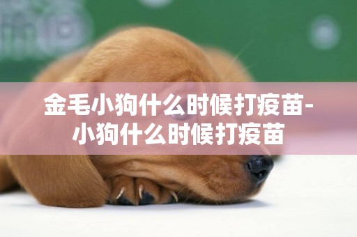 金毛小狗什么時候打疫苗-小狗什么時候打疫苗