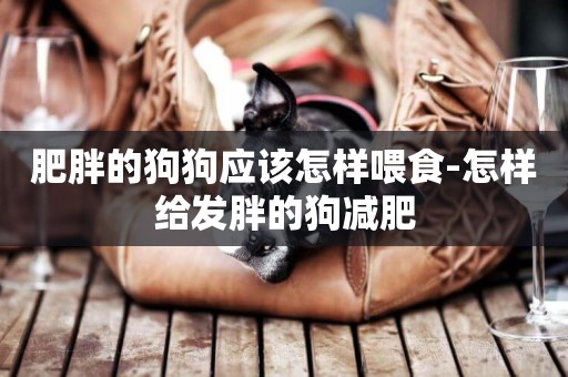 肥胖的狗狗應該怎樣喂食-怎樣給發胖的狗減肥