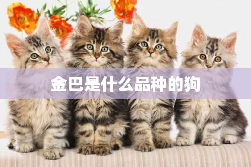 金巴是什么品種的狗