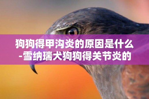 狗狗得甲溝炎的原因是什么-雪納瑞犬狗狗得關節炎的原因是什么