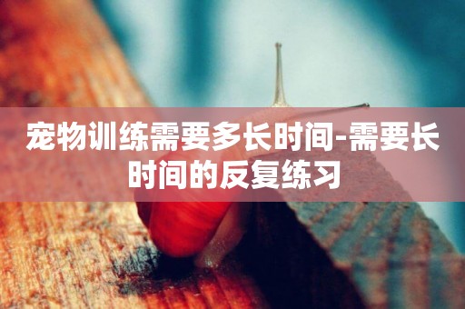 寵物訓練需要多長時間-需要長時間的反復練習