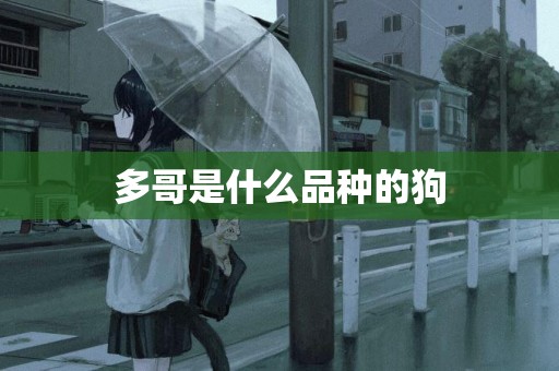 多哥是什么品種的狗